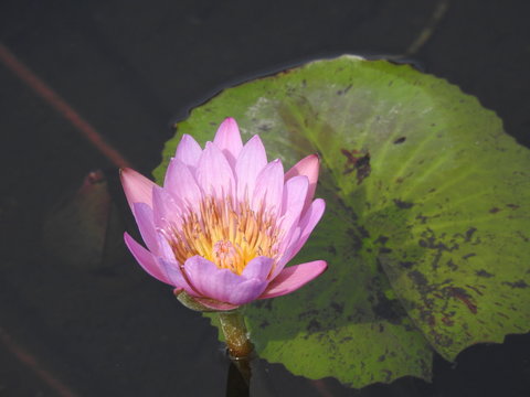 高明彩票品牌